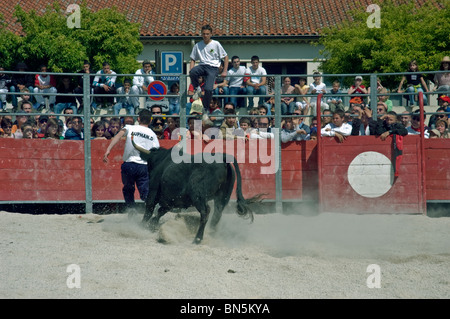 Arles, France - foule nombreuse, public sportif Français adolescents matadors courant dans la traditionnelle Carmaque taureaux course des gens Feria Bull Fighting Festival Arena Banque D'Images