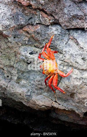 Sally Lightfoot Crab sur rock en Îles Galápagos Banque D'Images