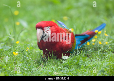 Green-winged macaw Ara chloroptera - aussi connu comme rouge et vert Macaw Banque D'Images