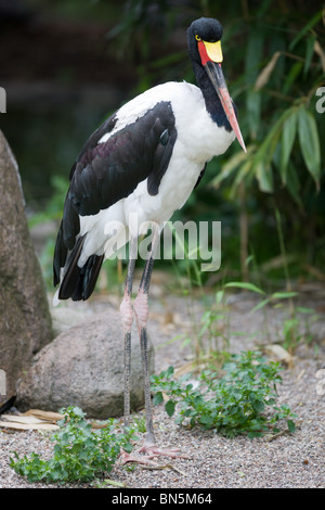 Bec de selle - Stork Ephippiorhynchus senegalensis Banque D'Images