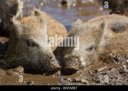 Deux jeunes Sanglier prenant un bain de boue togehter - Sus scrofa Banque D'Images