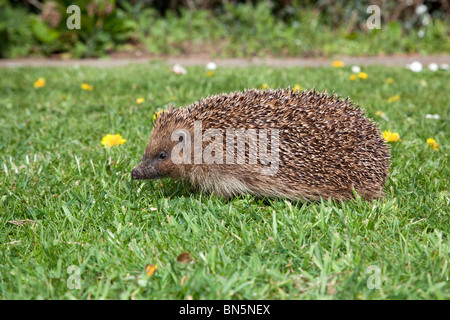 Hérisson Erinaceus europaeus ; ; sur une pelouse de jardin Banque D'Images