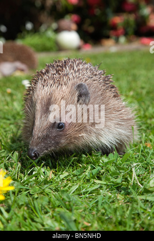 Hérisson Erinaceus europaeus ; ; sur une pelouse de jardin Banque D'Images