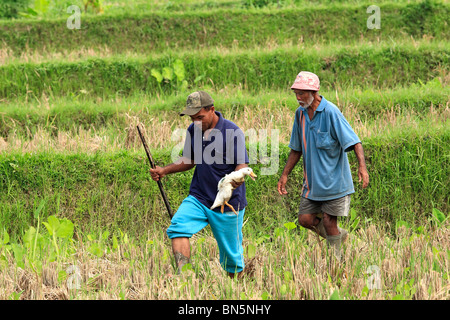 Deux agriculteurs Balinais, marchant à travers une récolte de riz terrasse tenant un canard. Près de Ubud, Bali, Indonésie. Banque D'Images