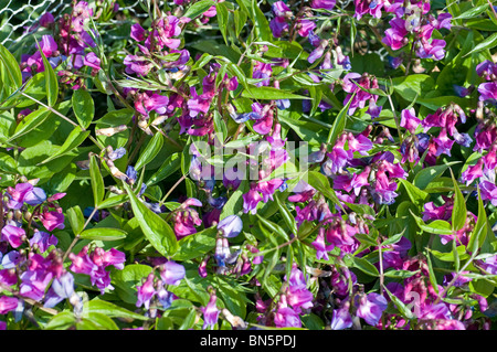 Bouquet de fleurs la petite plante vivace Lathyrus vernus, sweetpea Banque D'Images