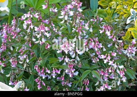 Bouquet de fleurs la petite plante vivace Lathyrus vernus sweetpea, f. roseus Banque D'Images