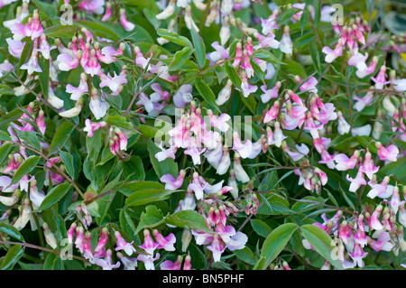 Bouquet de fleurs la petite plante vivace Lathyrus vernus sweetpea, f. roseus Banque D'Images