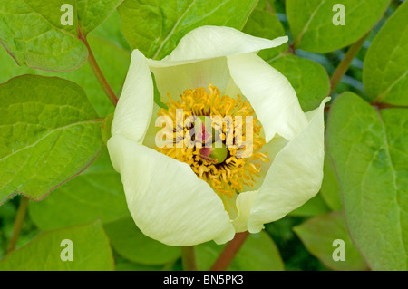 Ouvert simple fleur jaune pâle de Paeonia steveniana Banque D'Images