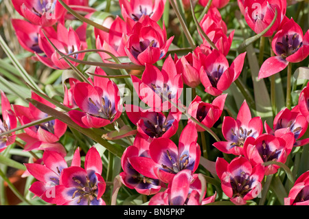 Fleurs rose vif de tulipe, Tulipa 'Little Beauty' Banque D'Images