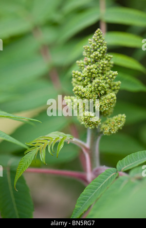 Rhus typhina Vinaigrier ou - Rhus hirta Banque D'Images