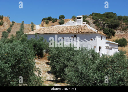 Cortijo avec oliviers dans l'avant-plan, Olvera, Province de Cadix, Andalousie, Espagne, Europe de l'Ouest. Banque D'Images