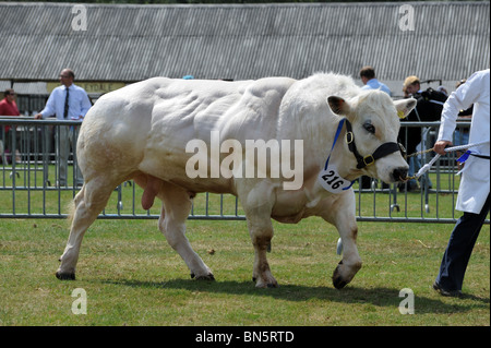 Bovins Blanc Bleu Belge bull Shropshire County Show Banque D'Images