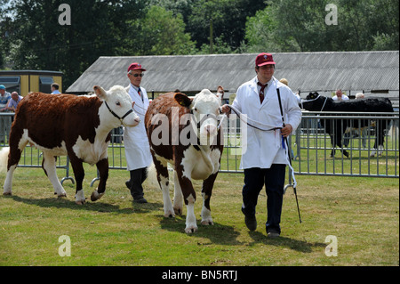 Bovins Hereford Shropshire County Show Banque D'Images