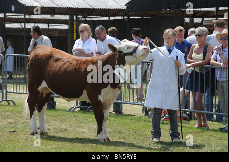 Les jeunes bovins Hereford menant une stockwoman en anneau juger Shropshire County Show Banque D'Images