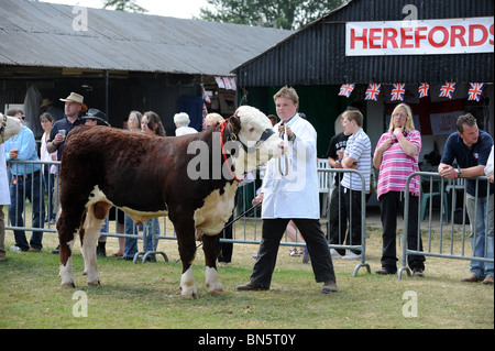 Les jeunes à la tête d'un taureau Hereford stockman juger dans le comté de Shropshire anneau Show Banque D'Images