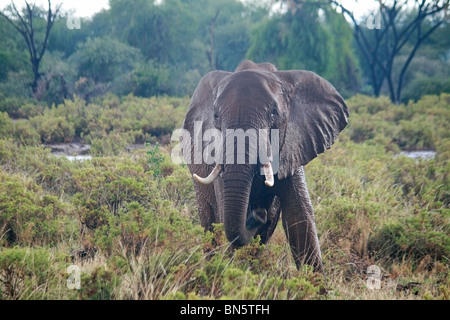 Un énorme éléphant africain debout dans la pluie dans la réserve nationale de Samburu, Kenya Afrique Banque D'Images