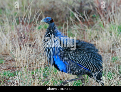 Pintade Vulturine repéré dans la réserve nationale de Samburu Game Reserve Afrique Kenya Banque D'Images