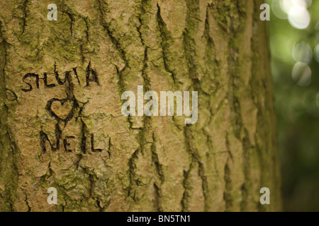 Jeunes amoureux de l'amour avec le nom et le coeur sculptés dans l'écorce d'arbre - Silvia aime Neil Banque D'Images