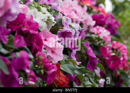 Impatiens - un groupe de Buzy lézards Banque D'Images