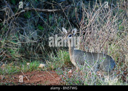 Kirk's dik-dik repéré dans les buissons à Samburu National Reserve Banque D'Images