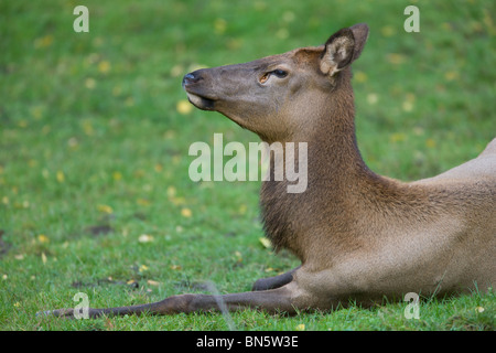 American et de Cerf - Wapiti Cervus canadensis Banque D'Images