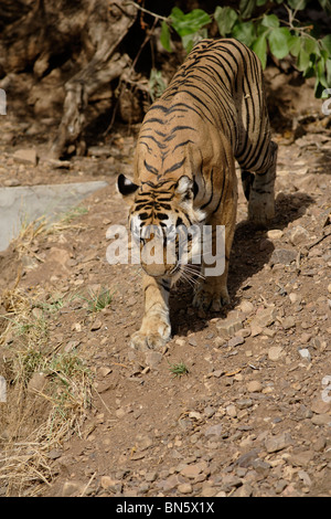 Un homme adulte tigre du Bengale qui sort vers l'eau salée, Ranthambhore, Inde. ( Panthera tigris) Banque D'Images