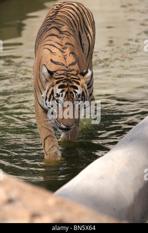 Tigre mâle adulte de l'établissement dans un bassin d'eau à la Réserve de tigres de Ranthambore, en Inde. ( Panthera tigris ) Banque D'Images