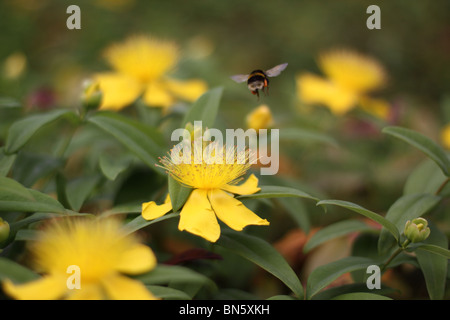 Bourdon visitant les fleurs jaunes de Rose de Sharon / Aaron's beard / St John's Wort Banque D'Images