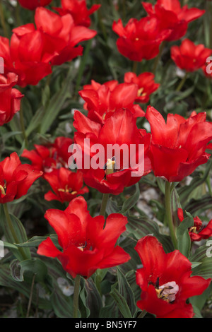 Tulip Time festival Hollande Michigan aux États-Unis Red Riding Hood Tulips Blooming fond flou fond flou personne vertical haute résolution Banque D'Images