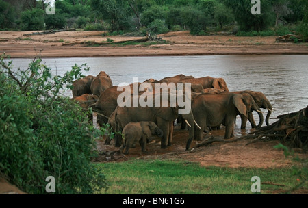 Troupeau d'éléphants sur la rive de la rivière Uaso Nyiro Samburu National Reserve, Kenya, Africa Banque D'Images