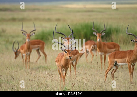 Un troupeau de cerfs dans une Impala alerte l'humeur agressive dans la Réserve nationale du lac Nakuru, Kenya, Africa Banque D'Images