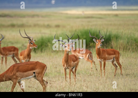 Un troupeau de cerfs dans une Impala alerte l'humeur agressive dans la Réserve nationale du lac Nakuru, Kenya, Africa Banque D'Images