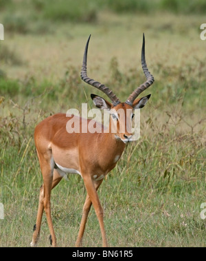 Impala mâle Deer Portrait. Photo prise dans la Réserve nationale du lac Nakuru, Kenya, Africa Banque D'Images