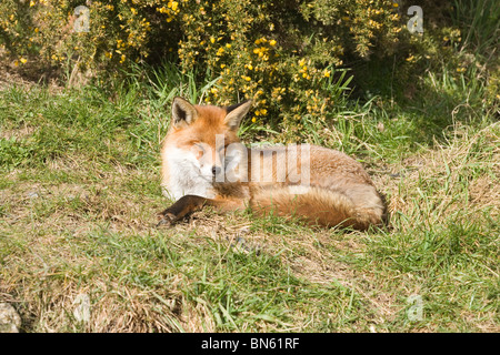 Le renard roux (Vulpes vulpes). Repos et sieste dans l'ouverture, à la mi-journée, devant un buisson d'Ajoncs (Ulex europaeus). Banque D'Images