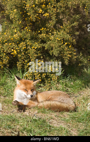 Le renard roux (Vulpes vulpes). Repos et sieste dans l'ouverture, à la mi-journée, devant un buisson d'Ajoncs (Ulex europaeus). Banque D'Images