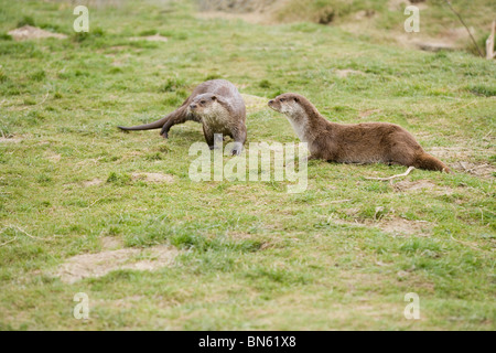 Eurasian loutre (Lutra lutra). Paire. Banque D'Images