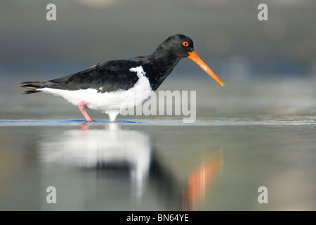 L'huîtrier pie, Haematopus longirostris, Christchurch, Nouvelle-Zélande Banque D'Images