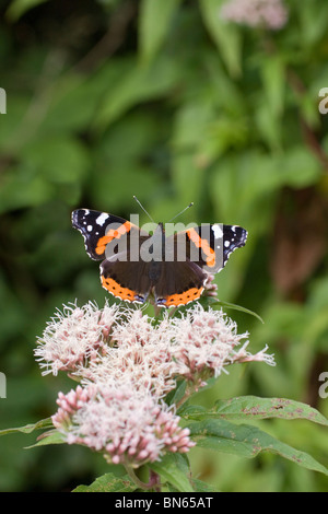 Vulcain (Vanessa atalanta) Banque D'Images