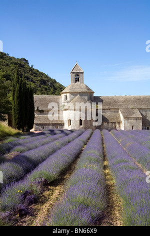 Champs de lavande à l'Abbaye de Sénanque à Gordes en Provence France Banque D'Images