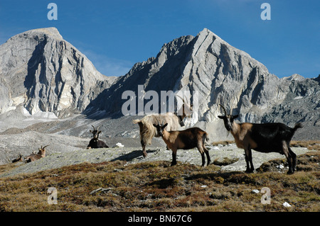 Le pâturage des chèvres sur l'alpage, Pfossental, Tyrol du Sud, Italie Banque D'Images