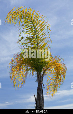 Palm tree against a blue sky Banque D'Images