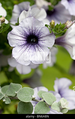 Pétunia fleur blanche avec centre pourpre dans un jardin au Royaume-Uni Banque D'Images