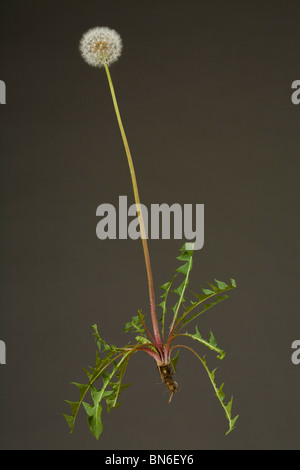 Pissenlit Banque D'Images