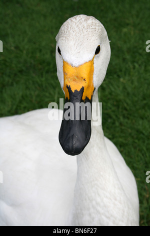 Portrait de chef de projet et le cygne de Bewick Cygnus bewickii prises à Martin simple WWT, Lancashire, UK Banque D'Images