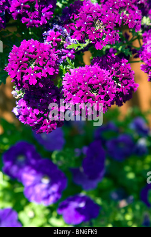 Les violets VERVEINE DANS UNE SUSPENSION, AVEC FUITE BLEU PÉTUNIA DANS UN POT CI-DESSOUS Banque D'Images