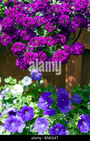 Les violets VERVEINE DANS UNE SUSPENSION, AVEC FUITE BLEU PÉTUNIA DANS UN POT CI-DESSOUS Banque D'Images