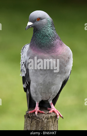 Pigeon Columba livia prise à Martin simple WWT Lancashire, Royaume-Uni Banque D'Images