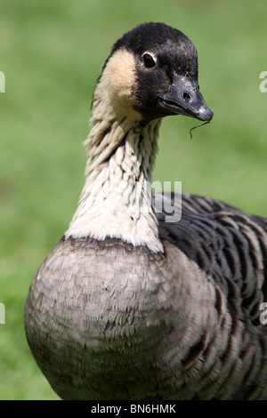 Hawaiian Goose Branta sandvicensis Nēnē ou prises à Martin simple WWT, Lancashire UK Banque D'Images