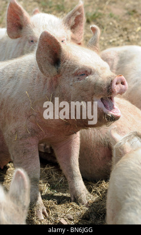 Les jeunes porcs et porcelets à un FERME BRITANNIQUE,UK Banque D'Images