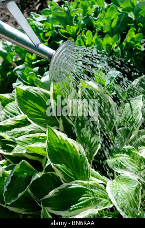 Jardinier utilisant Un arrosoir en métal traditionnel pour arroser les plantes Hosta au printemps de la frontière de fleurs Banque D'Images